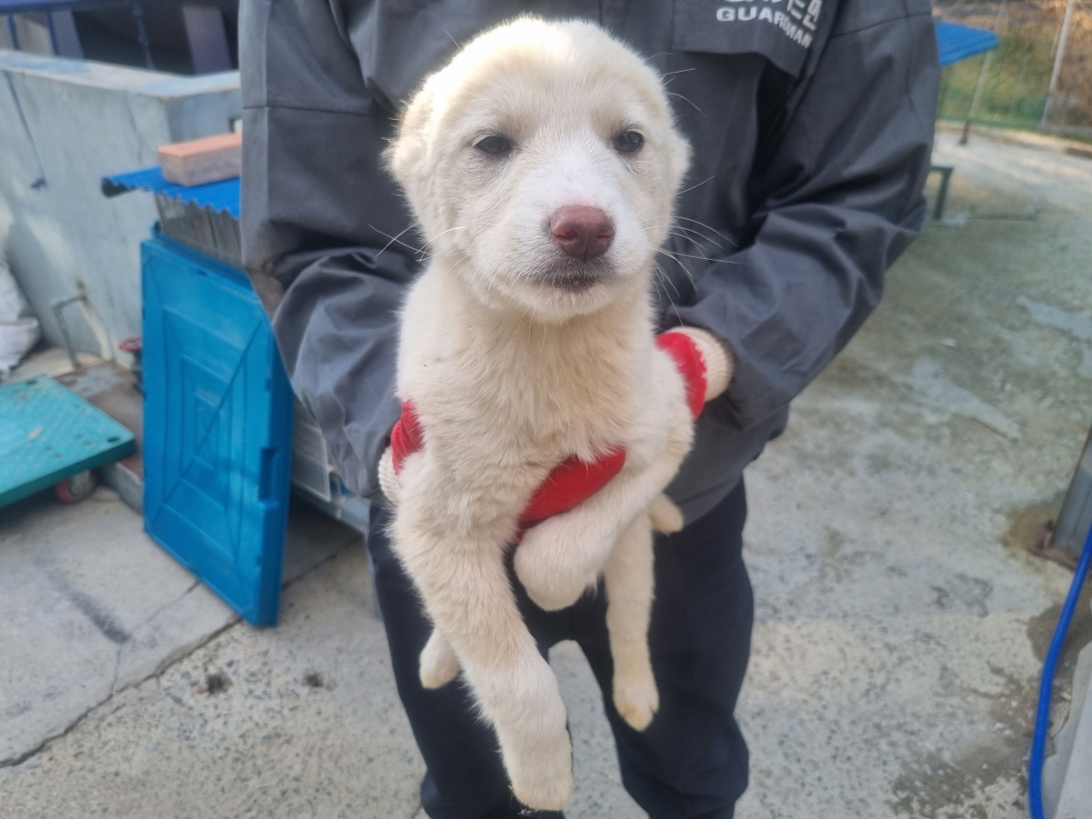 양산시 동물보호센터_448538202500096